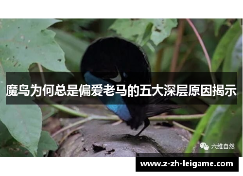 魔鸟为何总是偏爱老马的五大深层原因揭示